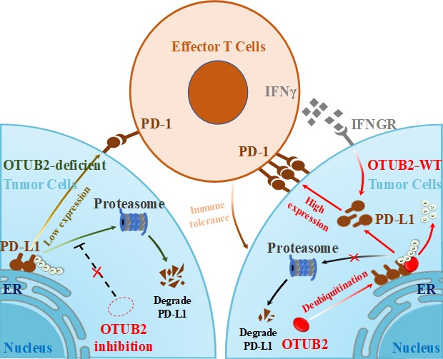 我院夏宁邵团队首次揭示去泛素化酶OTUB2促进肿瘤免疫逃逸的机制